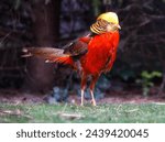 Golden pheasant in a nature