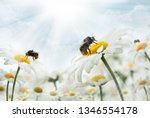 Bumblebee  Sitting On Camomiles....