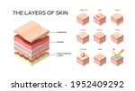 set different types skin layers ... | Shutterstock .eps vector #1952409292
