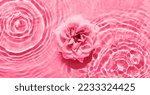 Small photo of Beautiful magenta rose in water with water splashes, drops and ripples.Viva Magenta-Color of the Year 2023.Top view. Copy space
