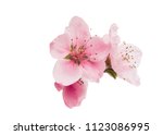 sakura flowers isolated on white background