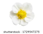 Strawberry Flower Isolated On...