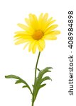 Yellow Daisies Isolated On...