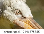 Portrait of a pelican. close up ...