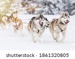 Sled dog-racing with Alaskan malamute and husky dogs. Snow, winter, competition, race concept.