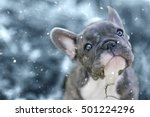 Dog In Snow Free Stock Photo - Public Domain Pictures