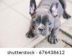 Adorable French Bulldog Puppy