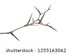 Acacia Tree Branch With Thorns...