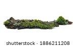 Green Moss On Tree Bark...