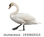 Small photo of Mute swan, cygnus olor isolated on white background, clipping path