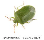 Southern Green Stink Bug...