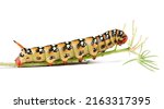 Caterpillar of spurge hawk moth ...