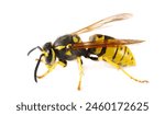 Common wasp  vespula vulgaris ...