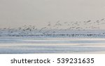 Flock Of Birds  Greylag Goose ...