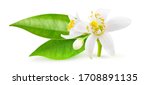 Isolated orange blossoms. small ...