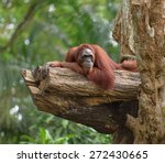 Adult Orangutan Resting On Tree ...