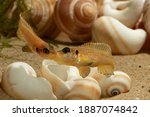 Two lamprologus ocellatus fighting above shells.