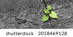 Small photo of Ecology concept and new life symbol as a seedling young plant overcoming a difficult environment growing through a crack in cement as a persistence and determination metaphor.