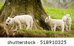 Three Lambs On Derwentwater Bank