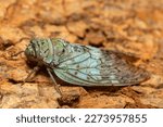 Small photo of Yanga heathi, Cicada in superfamily, the Cicadoidea, insect in the order Hemiptera (true bugs) in the suborder Auchenorrhyncha,Tsingy de Bemaraha, Madagascar wildlife animal