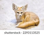 Small photo of Fennec fox (Vulpes zerda) is a small crepuscular fox native to the deserts of North Africa