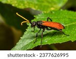 Hemipepsis ustulata is a...