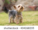 Cute small yorkshire terrier is plaing green lawn outdoor. Cute small pet. Lovely small species of dog