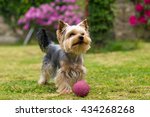 Cute small yorkshire terrier is plaing with ball on a green lawn outdoor. Cute small pet.