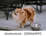 Small photo of Brown spitz. Cute fluffy charming red-haired Pomeranian Spitz in full growth