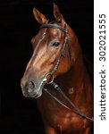 Trakehner Horse With Classic...