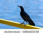 Small photo of A beautiful male Blackbird standing tall on a yellow rail with the blue water of a lake creating a stunning background on a sunny afternoon.