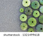 Collection Of Green Sea Urchin...