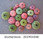 Variety Of Colorful Sea Urchins ...