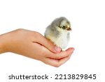 Small photo of Tiny defenceless gray chicken on human palm isolated on the white background