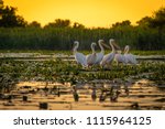 Pelicans at sunset in Danube Delta, Romania