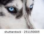 Siberian Husky Close Up