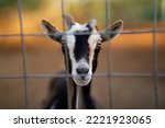 Goat behind the Wire Fence