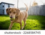Medium Size Brown Dog Playing Fetch with Tennis Ball in Backyard Grass