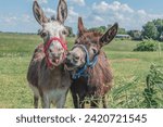 Two donkeys in the field  one...