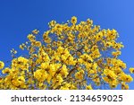 Yellow Trumpet Tree, Tabebuia chrysotricha, in bloom agains a blue sky.