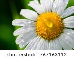 Chamomile Or Camomile Flower...