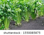 Close up of growing celery...