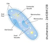 anatomy of a paramecium. vector ... | Shutterstock .eps vector #264384158