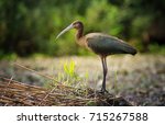 Glossy Ibis In Danube Delta....