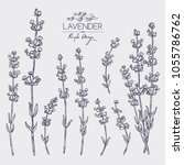 collection of lavender  twig ... | Shutterstock .eps vector #1055786762