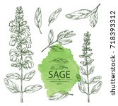 Collection Of Sage  Branch Of...