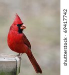 Beautiful Red Cardinal Eating A ...