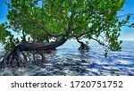 Red Mangroves On Florida Coast...