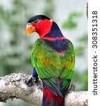 Black Capped Lory 