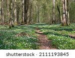 Early spring deciduous forest with flowering wood anemone, Bialowieza Forest, Poland, Europe